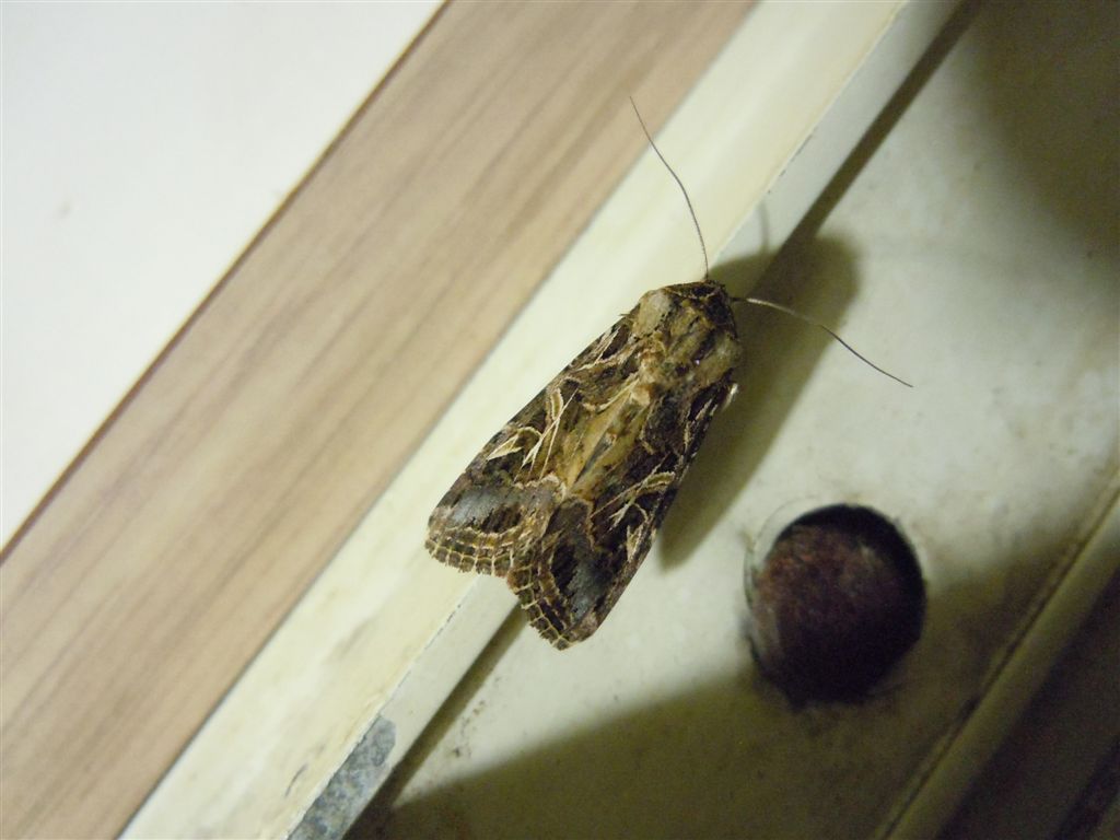 Spodoptera littoralis